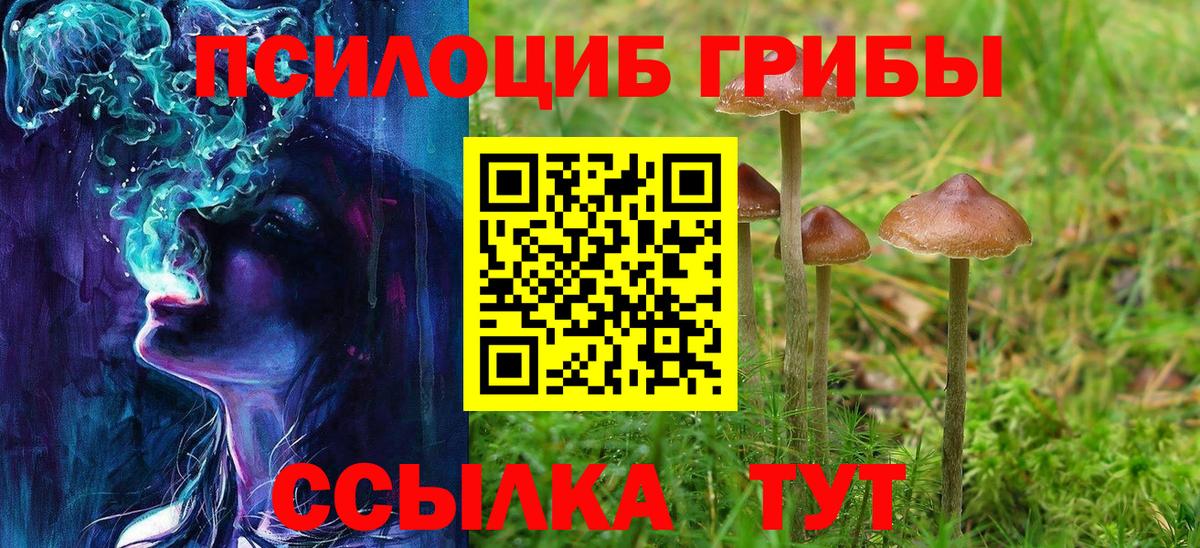 Галлюциногенные грибы Psilocybine cubensis Апшеронск
